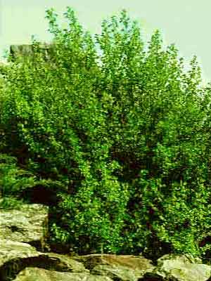 ribes_alpinum_forst_jg355599a87a91b5