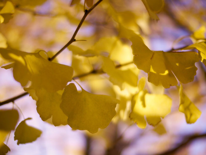 ginko-herbst