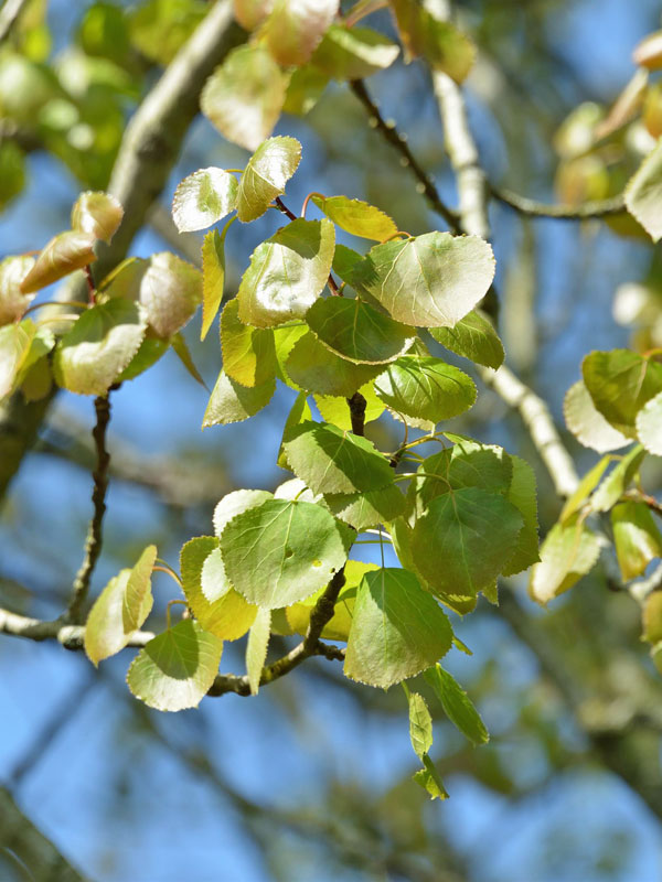Nahaufnahme der Blaetter der Zitterpappel im Sonnenlicht
