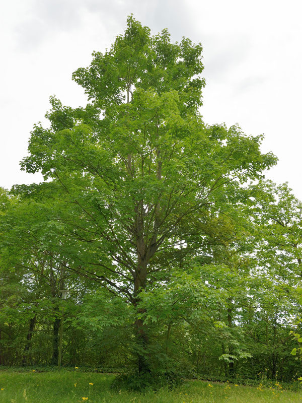 spitzahorn-acer-platanoides-26141bf35b2473