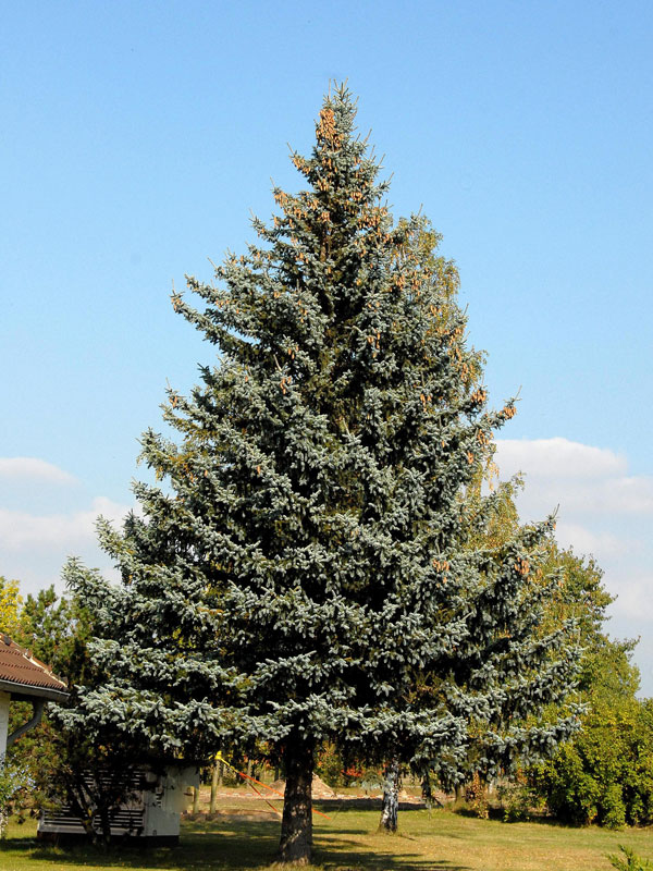 blaufichte-picea-pungens-glauca-2