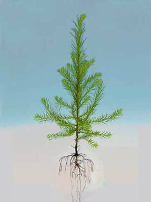 euro-laerche-larix-decidua-66140562eab406