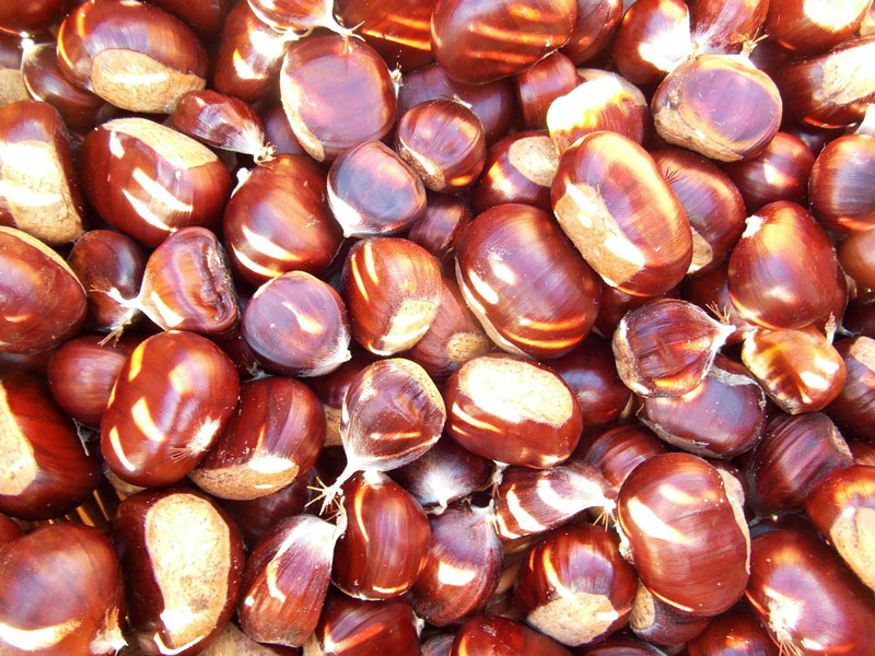 edelkastanie-castanea-sativa-4