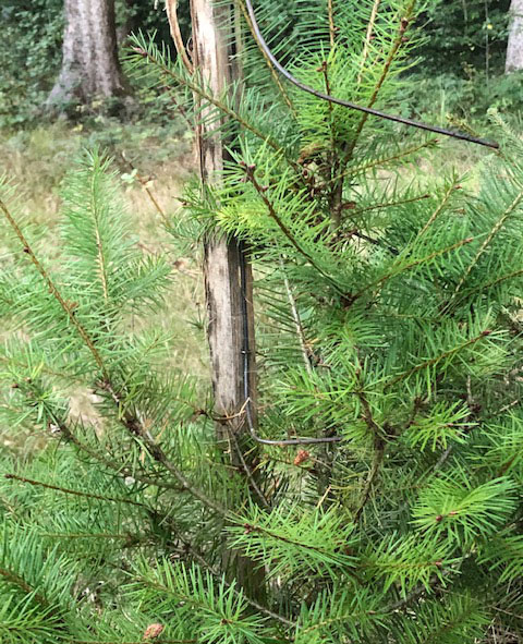 douglasie-fegeschutzstab