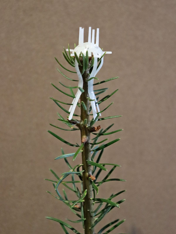 Mitwachsender Knospenschutz auf Triebspitze