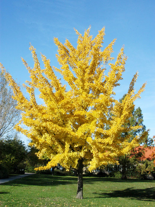 ginkgo-gelb55599f5834be3