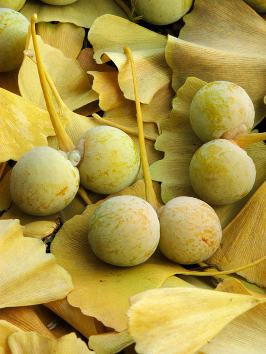 ginkgo-frucht55599f51e9ca1
