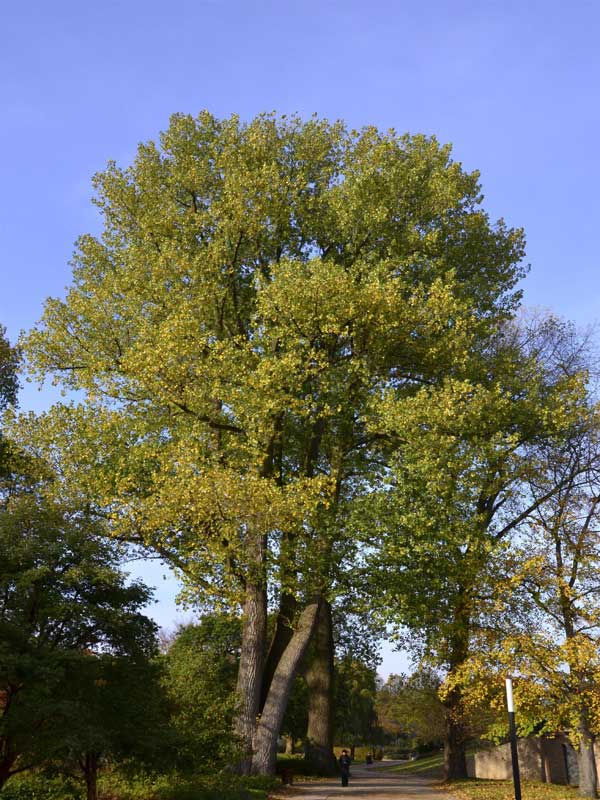 Populus × canadensis 'Robusta'