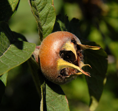 mispel-nahaufnahme-frucht