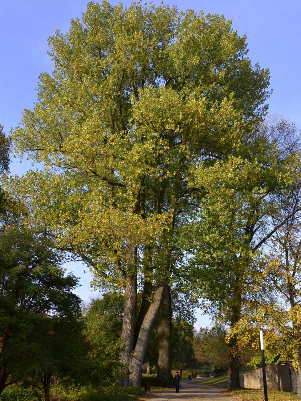 Wuchs einer Populus × canadensis 'Robusta'