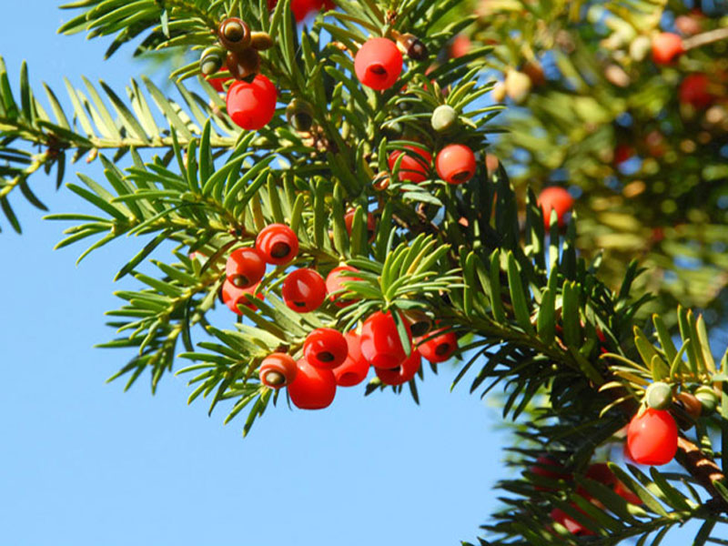 Gemeine Eibe mit roten Beeren