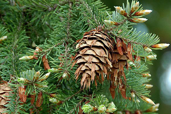 Nadeln und Zapfen der Douglasie