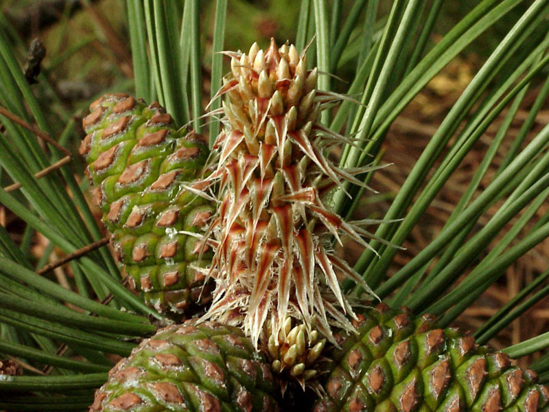 schwarzkiefer-pinus-nigra-2614098c540b7b