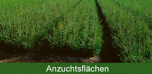 Unsere Forst-Anzuchtsflächen Unsere Forst-Anzuchtsflächen