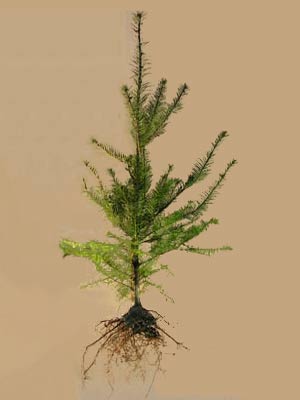 douglasie-pseudotsuga-menziesii-66141a7a3514d3