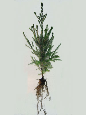 rotfichte-picea-abies-6