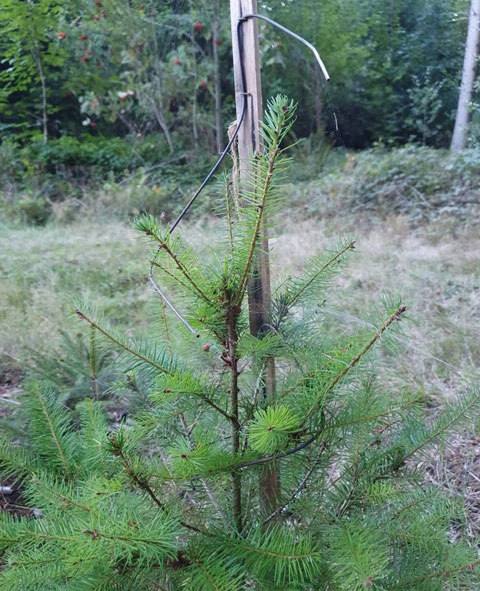 fegeschutz-douglasie