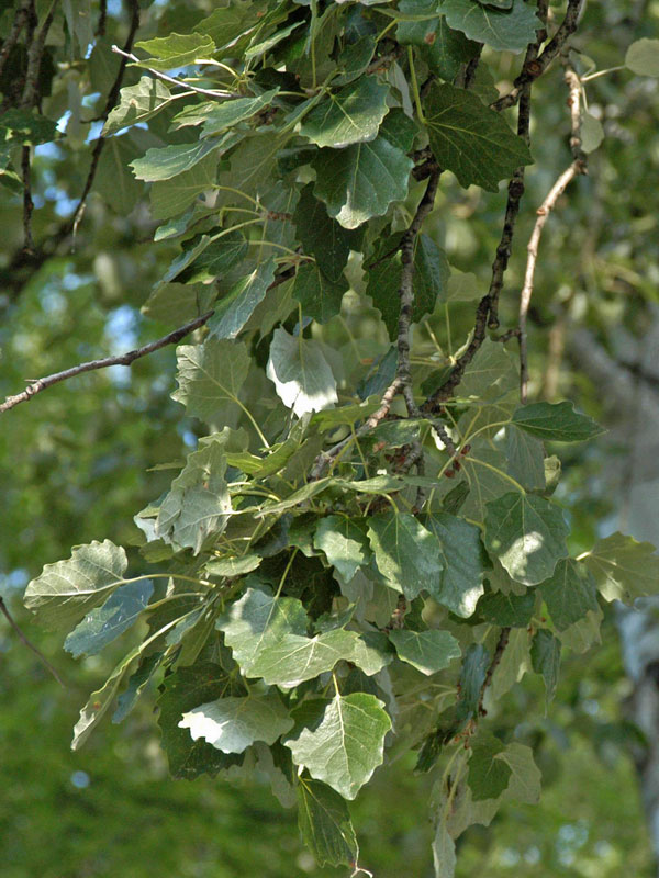 Geaest der Zitterpappel mit Blaetter