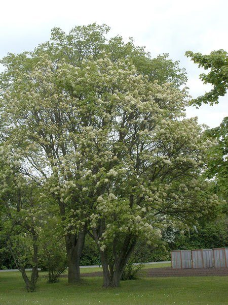 fraxinus_ornus_pflanze_82386_3