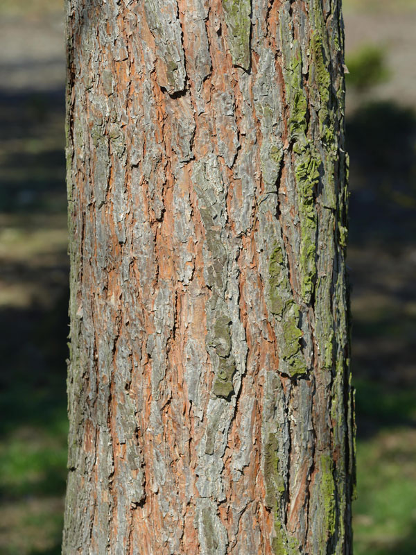 kiefer-pinus-sylvestris-561409f5eb5b6a
