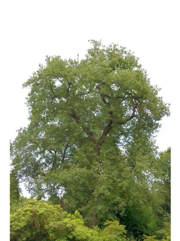 Flaumeiche (Quercus pubescens) Flaumeiche (Quercus pubescens)