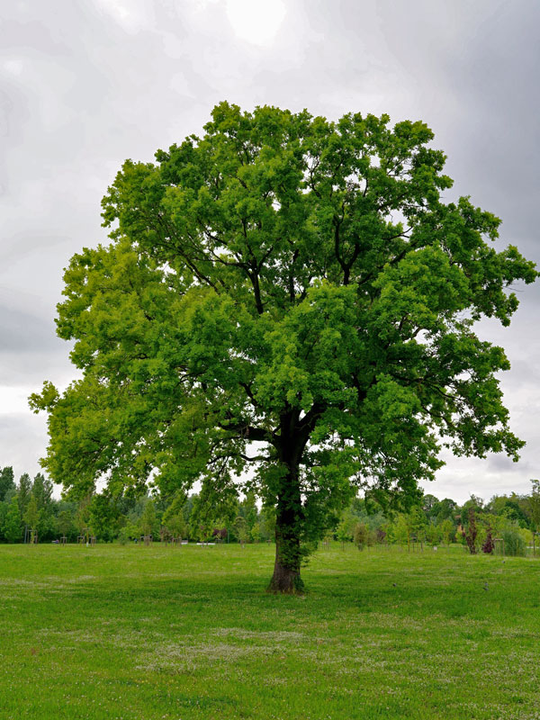 Ungarische Eiche (Quercus frainetto) Ungarische Eiche (Quercus frainetto)