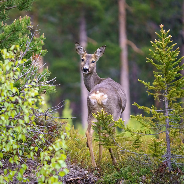 Reh im Forstwald zwischen jungen Pflanzen
