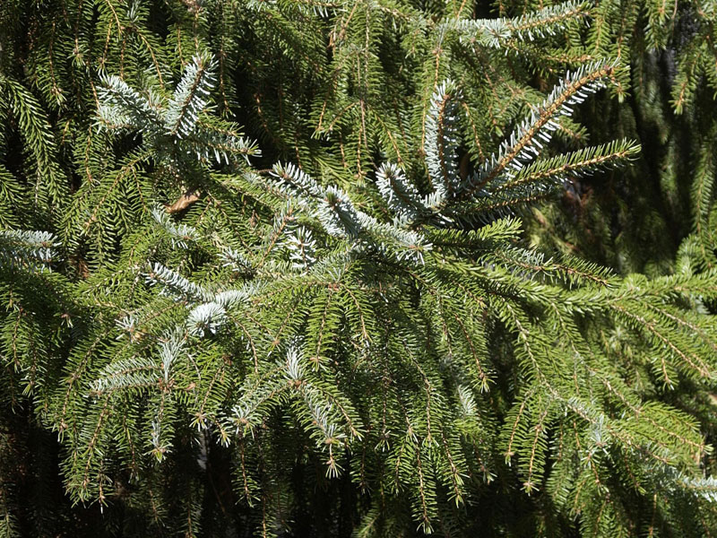 serb-fichte-picea-omorica-3614082433c491