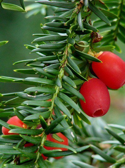 gemeine_eibe_frucht_44068_1 Gemeine Eibe (Taxus baccata)