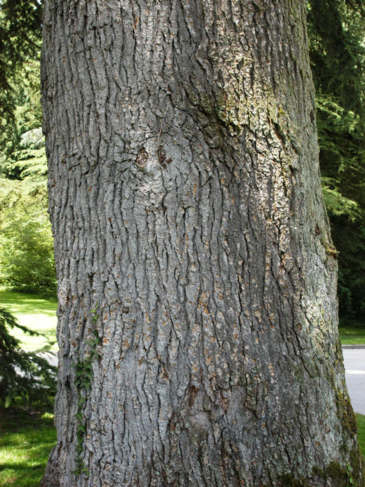 Atlas-Zeder, Cedrus atlantica kaufen