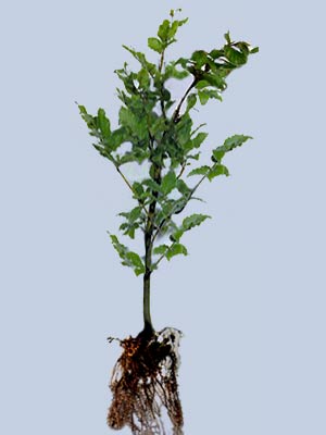 rotbuche-fagus-sylvatica-561432d0325d65