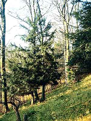 taxus_baccata_forst_j3