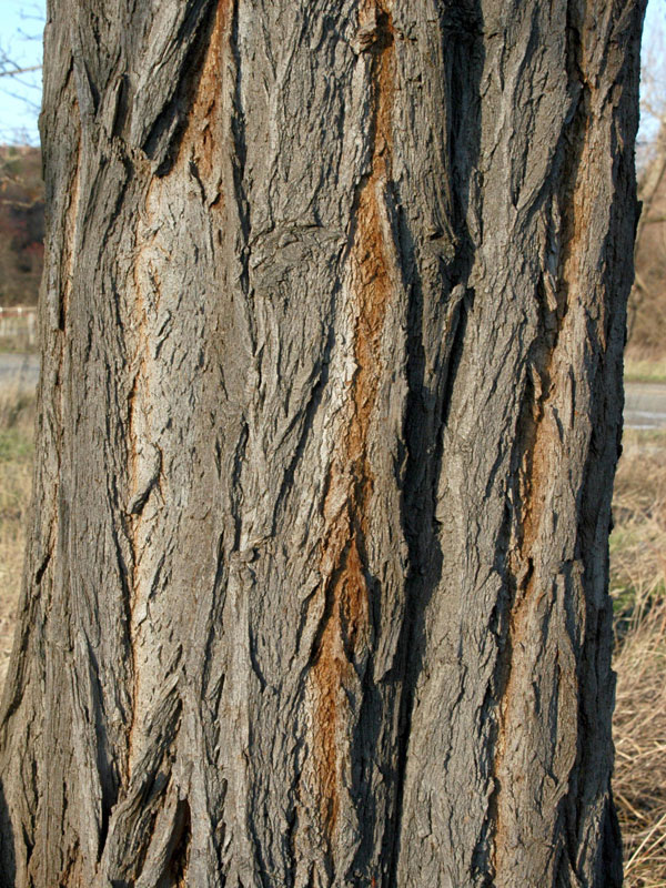 robinie-robinia-pseudoacacia-36143452f75825