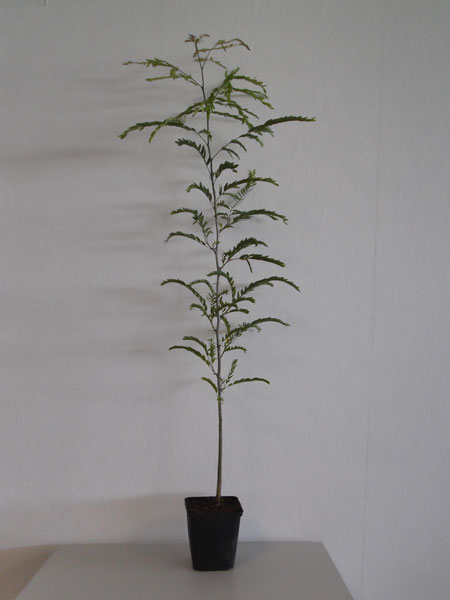 gleditsia_triacanthos_jungp_82364_0 Lederhülsenbaum, falscher Christusdorn (Gleditsia triacanthos)