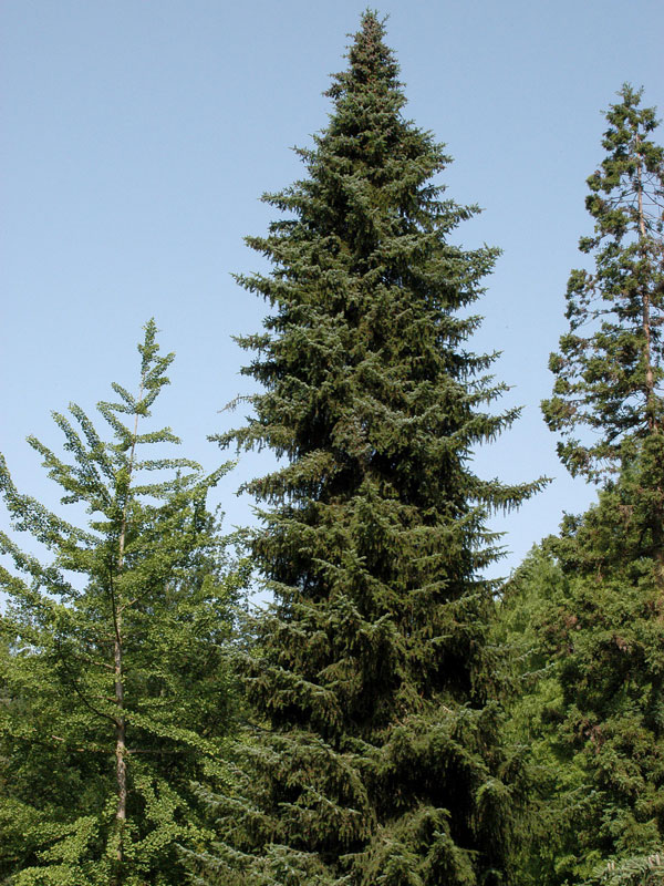 serb-fichte-picea-omorica-561408244d8249