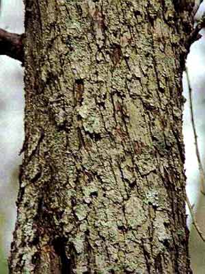 malus_communis_forst_j4