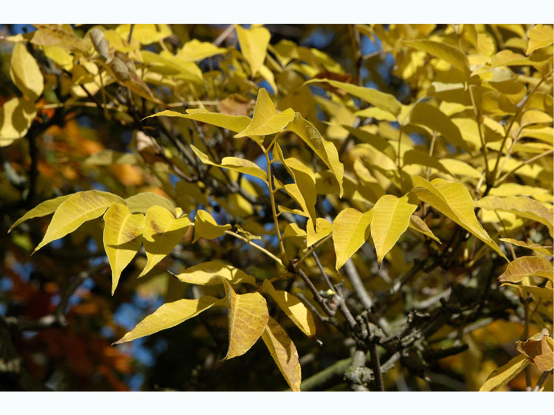 celtis-occidentalis-herbst
