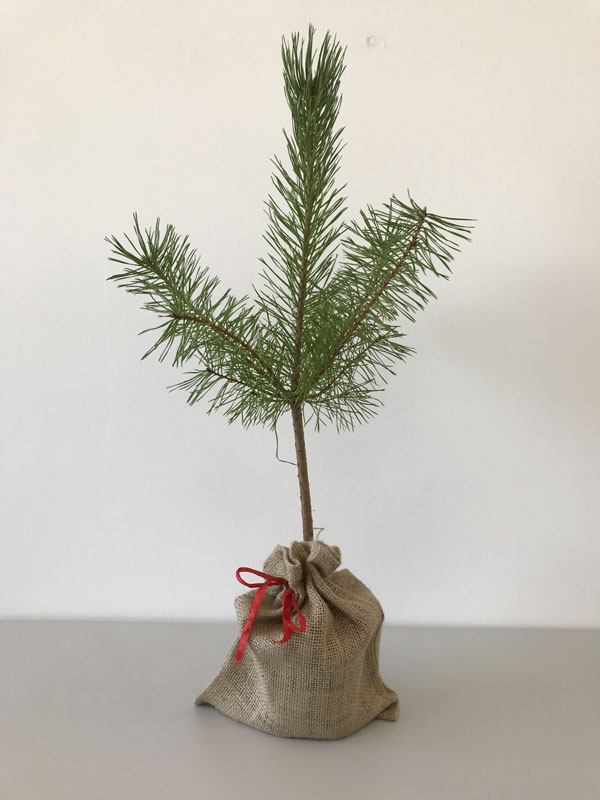 foehre-werbegeschenk Kiefer/Föhre mit Jutesack - Werbegeschenk