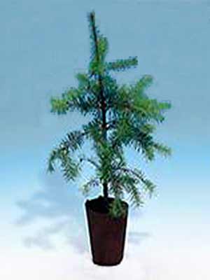 pseudotsuga_forst_j3 Douglasie (Pseudotsuga menziesii)