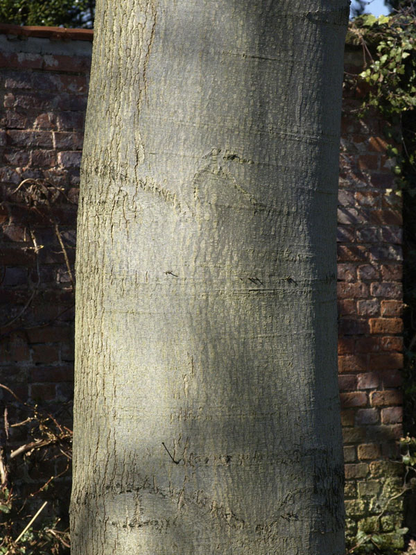 quercus-coccinea-stamm