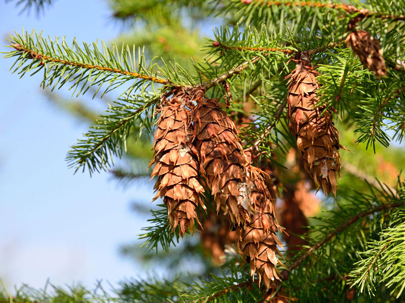 douglasie-pseudotsuga-menziesii-46141a0879ff4a