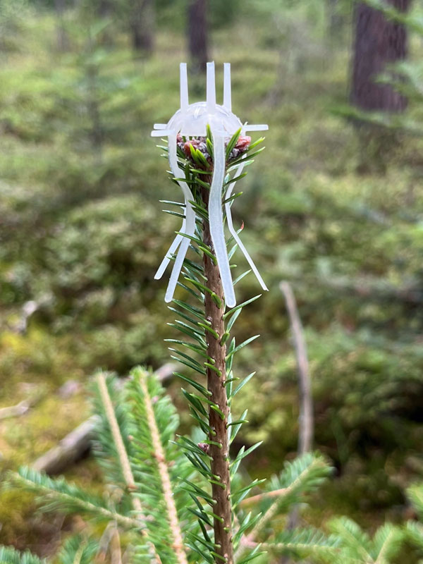 Mitwachsende Terminaltrieb-Schutzmanschette auf Triebspitze