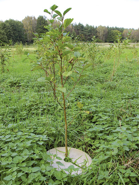 Mulchplatte aus Holzfaser (Art.Nr. DO73-062)