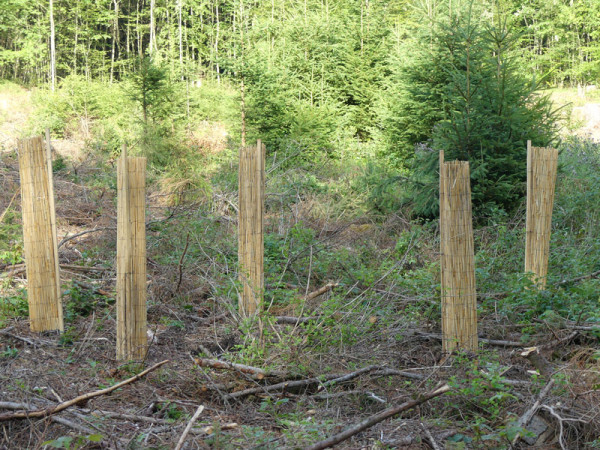 Wuchshülle ReetProtect