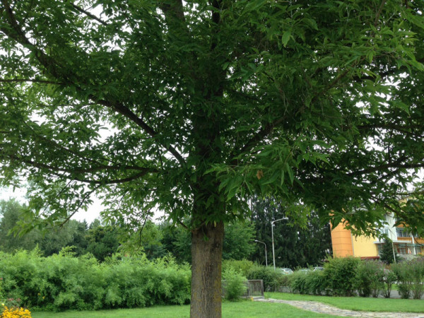 Eschenahorn (Acer negundo)