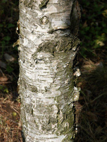 Lindenblättrige Birke (Betula maximowicziana)