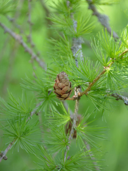 Hybridlärche (Larix x eurolepis) - XL-Produkt