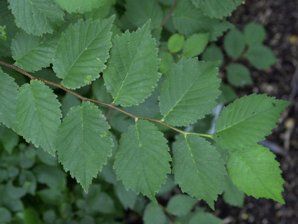 Feldulme (Ulmus carpinifolia)
