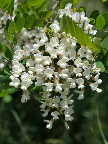 Robinie (Robinia pseudoacacia) Scheinakazie