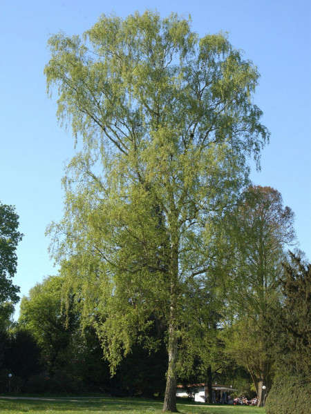 Sandbirke (Betula pendula)